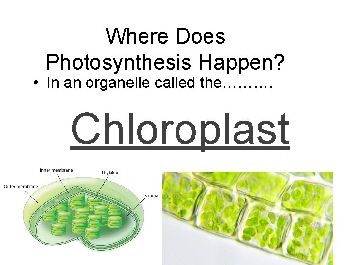 Where Does Photosynthesis Happen? • In an organelle called the………. Chloroplast 