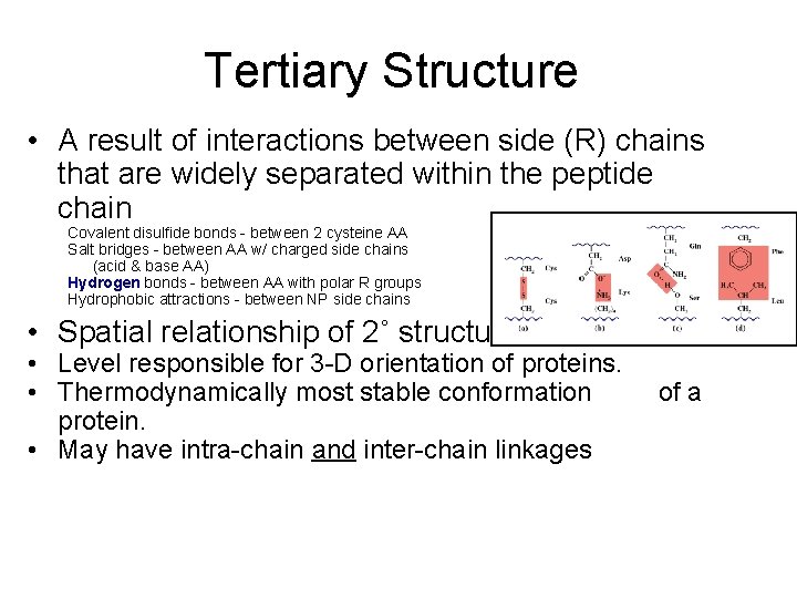 Tertiary Structure • A result of interactions between side (R) chains that are widely