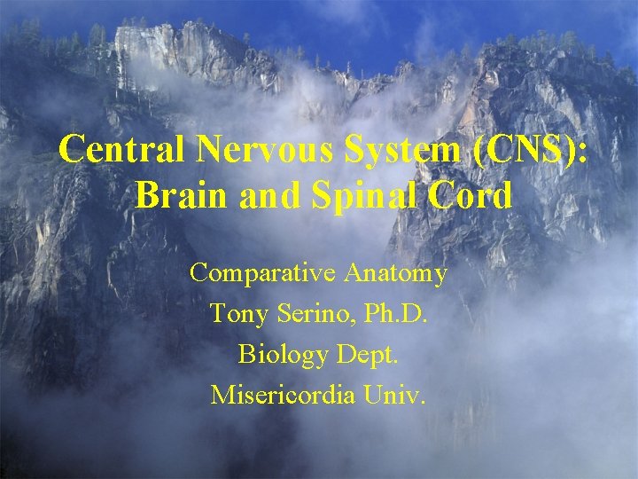 Central Nervous System (CNS): Brain and Spinal Cord Comparative Anatomy Tony Serino, Ph. D.