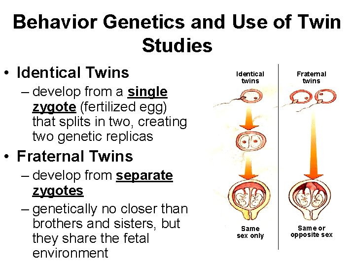 Behavior Genetics and Use of Twin Studies • Identical Twins – develop from a