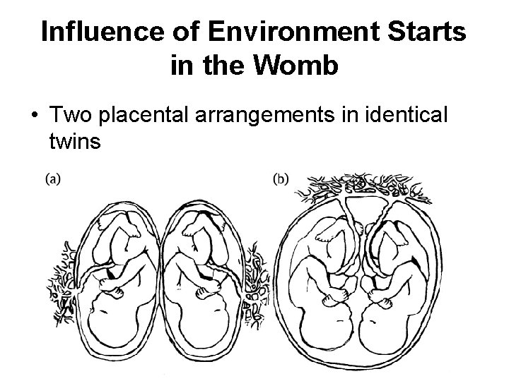 Influence of Environment Starts in the Womb • Two placental arrangements in identical twins