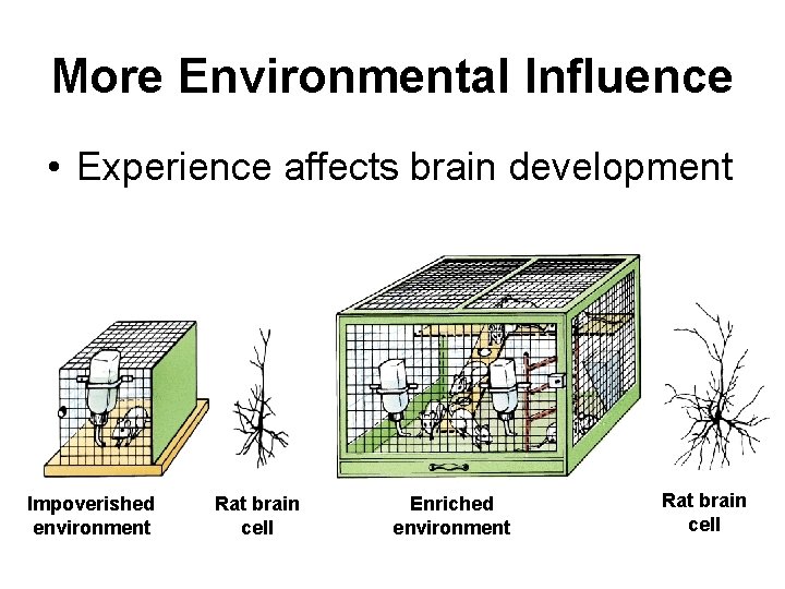 More Environmental Influence • Experience affects brain development Impoverished environment Rat brain cell Enriched