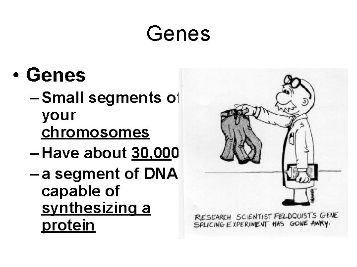 Genes • Genes – Small segments of your chromosomes – Have about 30, 000