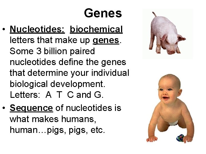 Genes • Nucleotides: biochemical letters that make up genes. Some 3 billion paired nucleotides