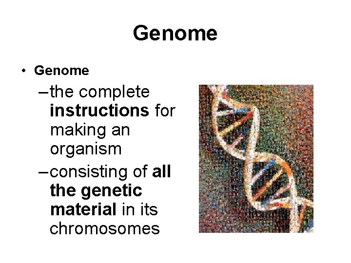 Genome • Genome – the complete instructions for making an organism – consisting of