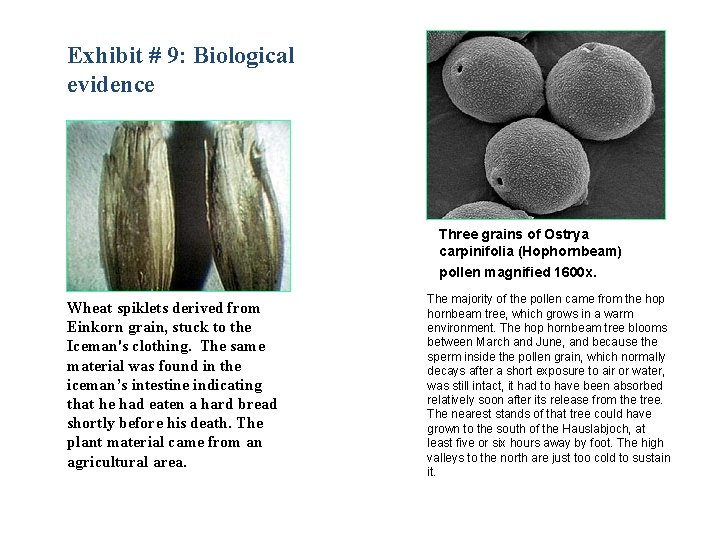 Exhibit # 9: Biological evidence Three grains of Ostrya carpinifolia (Hophornbeam) pollen magnified 1600