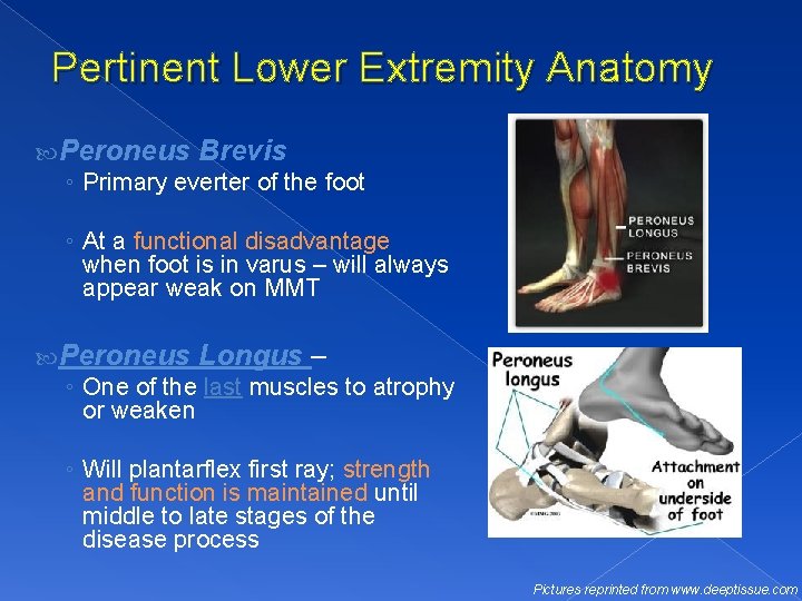 Pertinent Lower Extremity Anatomy Peroneus Brevis ◦ Primary everter of the foot ◦ At
