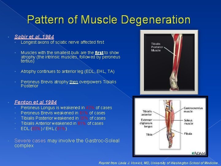 Pattern of Muscle Degeneration • • Sabir et al. 1984 • Longest axons of