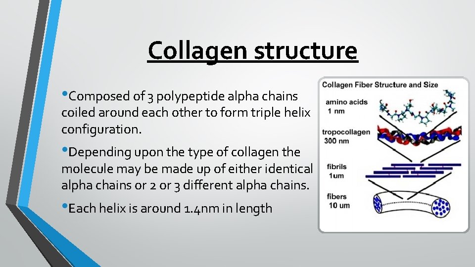 Collagen structure • Composed of 3 polypeptide alpha chains coiled around each other to