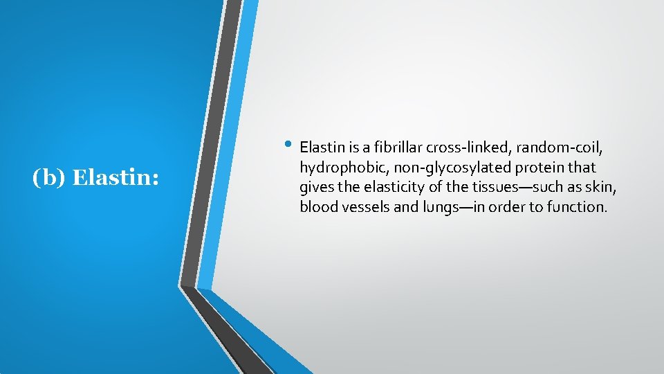  • Elastin is a fibrillar cross linked, random coil, (b) Elastin: hydrophobic, non