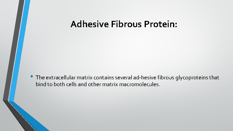Adhesive Fibrous Protein: • The extracellular matrix contains several ad hesive fibrous glycoproteins that