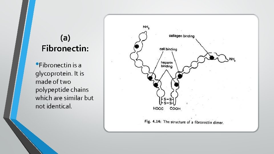 (a) Fibronectin: • Fibronectin is a glycoprotein. It is made of two polypeptide chains
