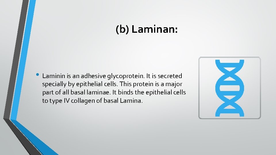 (b) Laminan: • Laminin is an adhesive glycoprotein. It is secreted specially by epithelial