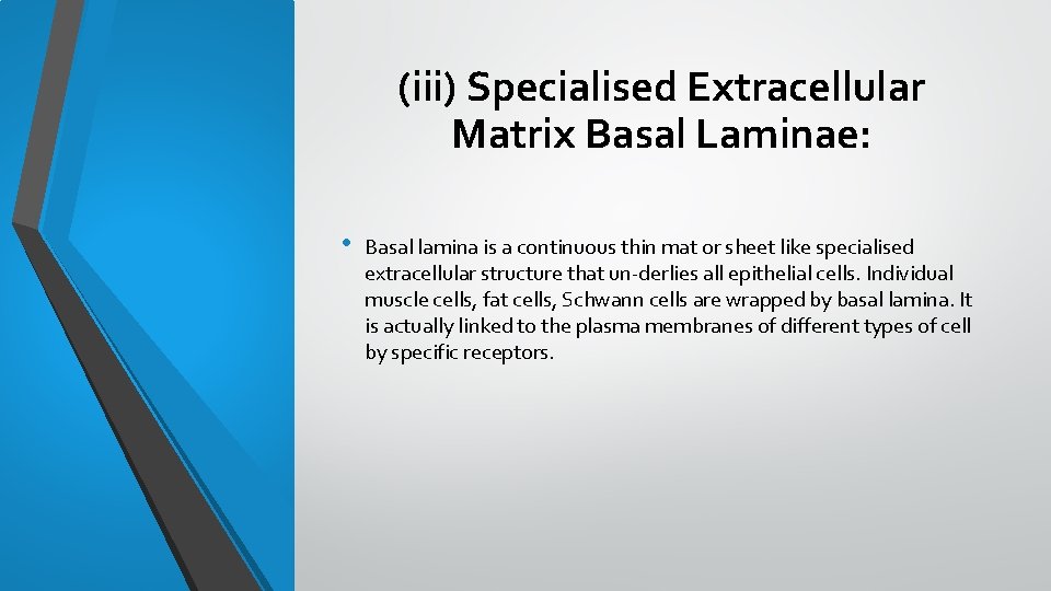 (iii) Specialised Extracellular Matrix Basal Laminae: • Basal lamina is a continuous thin mat