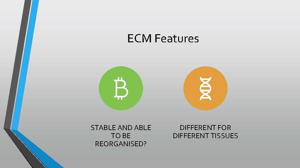 ECM Features STABLE AND ABLE TO BE REORGANISED? DIFFERENT FOR DIFFERENT TISSUES 