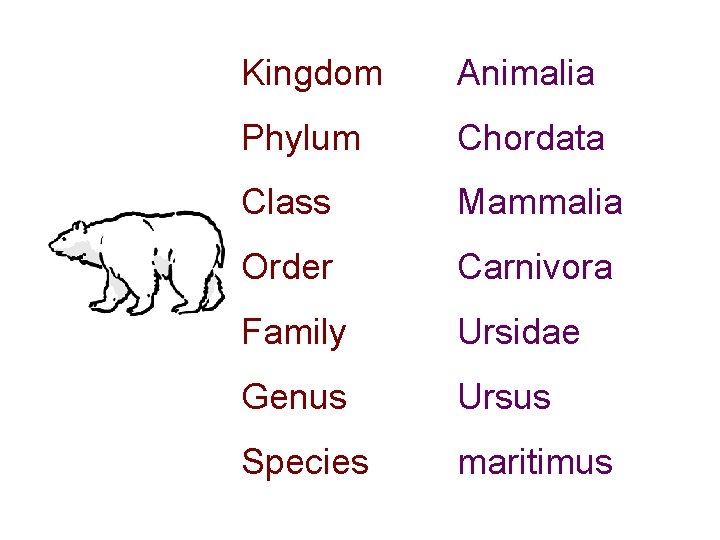 Kingdom Animalia Phylum Chordata Class Mammalia Order Carnivora Family Ursidae Genus Ursus Species maritimus