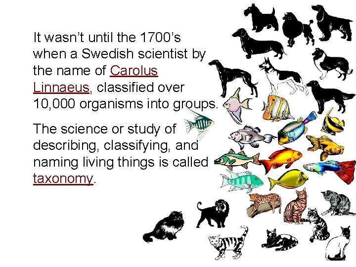 It wasn’t until the 1700’s when a Swedish scientist by the name of Carolus