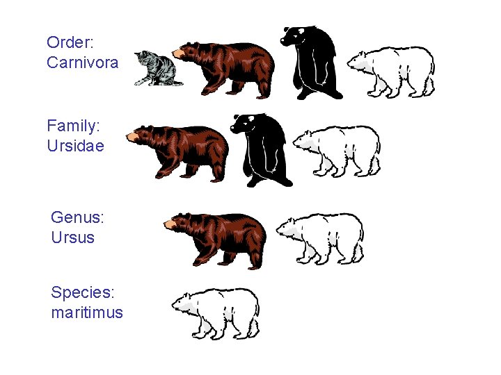 Order: Carnivora Family: Ursidae Genus: Ursus Species: maritimus 