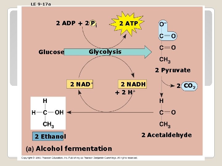 LE 9 -17 a 2 ADP + 2 P i Glucose 2 ATP Glycolysis