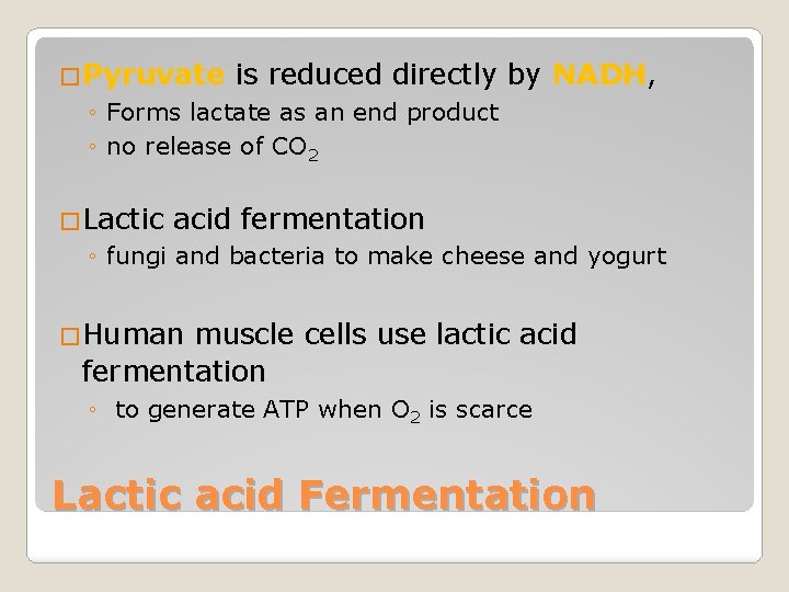 �Pyruvate is reduced directly by NADH, ◦ Forms lactate as an end product ◦