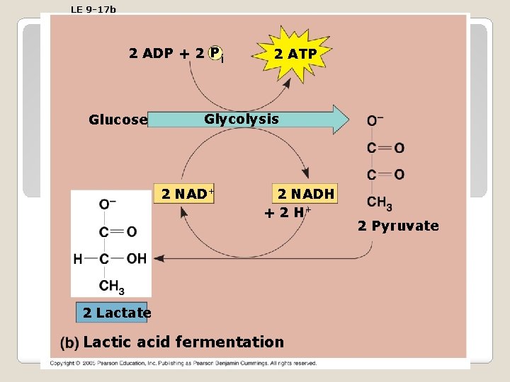 LE 9 -17 b 2 ADP + 2 P i Glucose 2 ATP Glycolysis