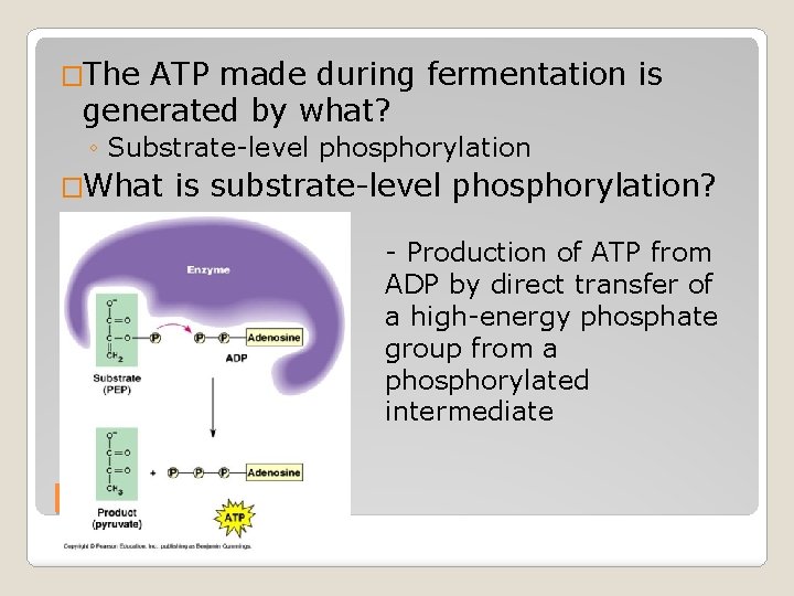�The ATP made during fermentation is generated by what? ◦ Substrate-level phosphorylation �What is