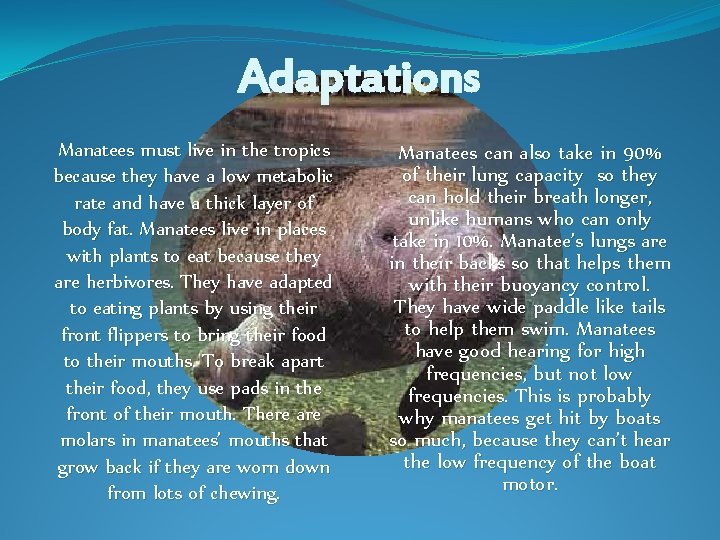 Adaptations Manatees must live in the tropics because they have a low metabolic rate Adaptations Manatees must live in the tropics because they have a low metabolic rate