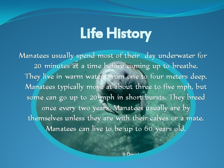 Life History Manatees usually spend most of their day underwater for 20 minutes at Life History Manatees usually spend most of their day underwater for 20 minutes at