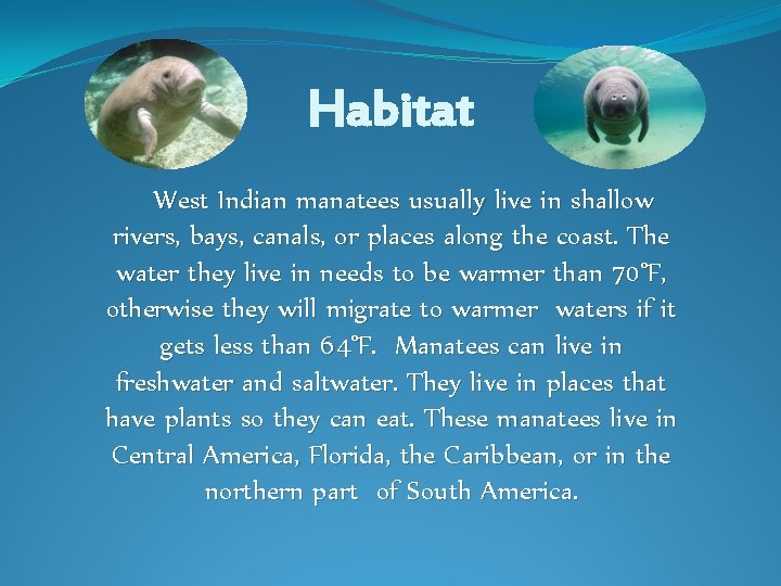 Habitat West Indian manatees usually live in shallow rivers, bays, canals, or places along Habitat West Indian manatees usually live in shallow rivers, bays, canals, or places along