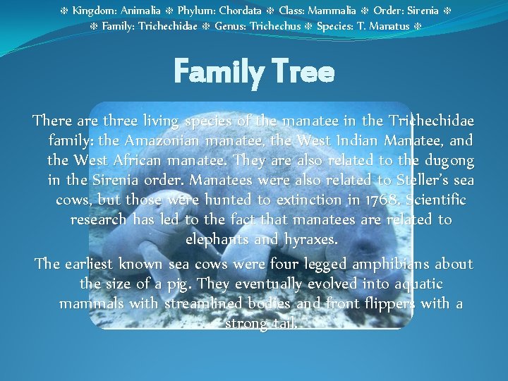 ፠ Kingdom: Animalia ፠ Phylum: Chordata ፠ Class: Mammalia ፠ Order: Sirenia ፠ ፠ ፠ Kingdom: Animalia ፠ Phylum: Chordata ፠ Class: Mammalia ፠ Order: Sirenia ፠ ፠
