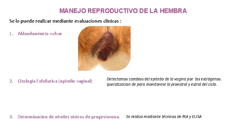 MANEJO REPRODUCTIVO DE LA HEMBRA Se lo puede realizar mediante evaluaciones clínicas : 1.