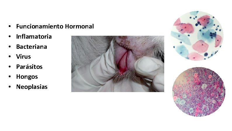  • • Funcionamiento Hormonal Inflamatoria Bacteriana Virus Parásitos Hongos Neoplasias 