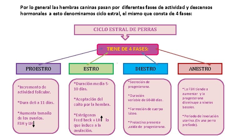 Por lo general las hembras caninas pasan por diferentes fases de actividad y descensos