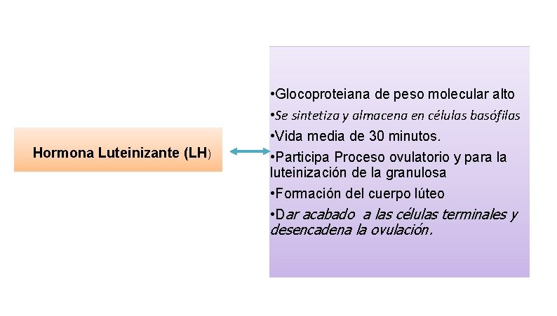 Hormona Luteinizante (LH) • Glocoproteiana de peso molecular alto • Se sintetiza y almacena