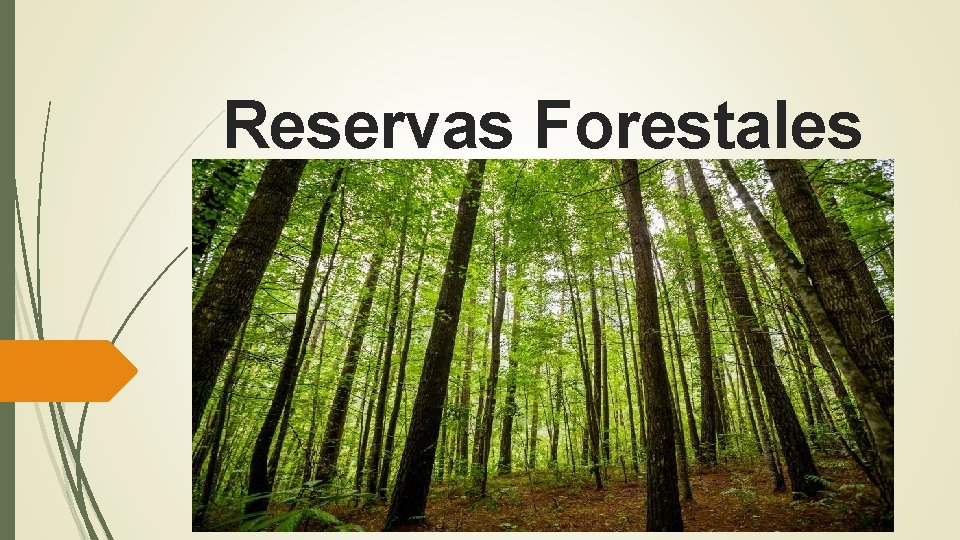 Reservas Forestales 