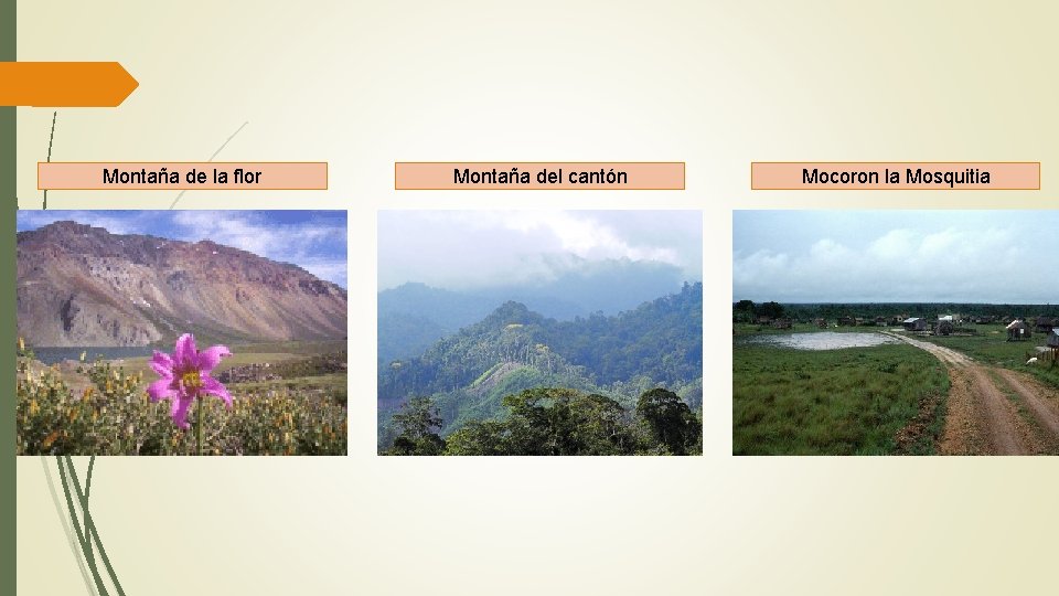 Montaña de la flor Montaña del cantón Mocoron la Mosquitia 