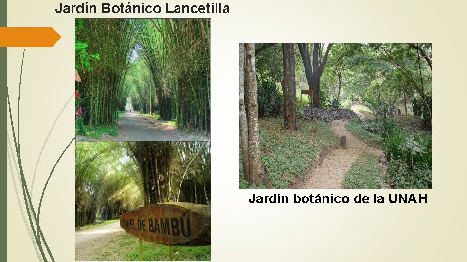 Jardín Botánico Lancetilla Jardín botánico de la UNAH 
