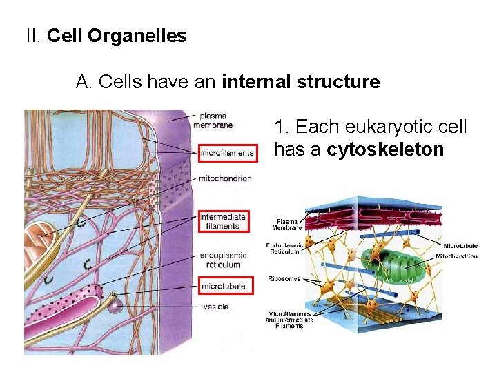 II. Cell Organelles A. Cells have an internal structure 1. Each eukaryotic cell has