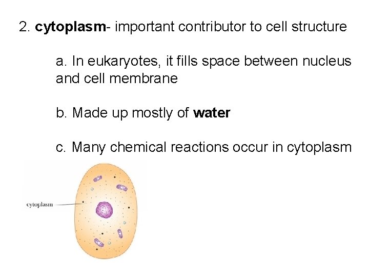 2. cytoplasm- important contributor to cell structure a. In eukaryotes, it fills space between