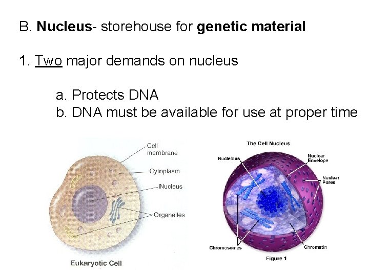 B. Nucleus- storehouse for genetic material 1. Two major demands on nucleus a. Protects