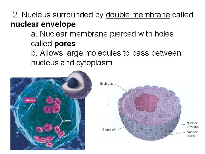 2. Nucleus surrounded by double membrane called nuclear envelope a. Nuclear membrane pierced with