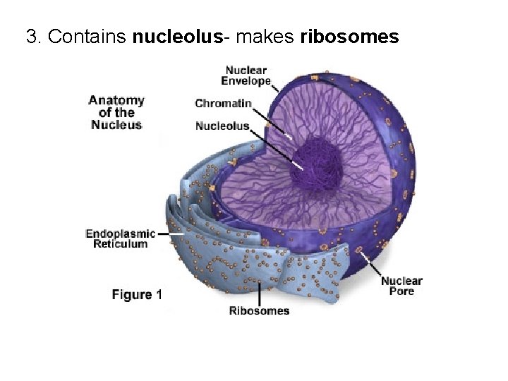 3. Contains nucleolus- makes ribosomes 