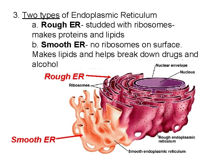 3. Two types of Endoplasmic Reticulum a. Rough ER- studded with ribosomesmakes proteins and