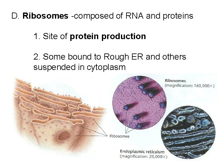 D. Ribosomes -composed of RNA and proteins 1. Site of protein production 2. Some
