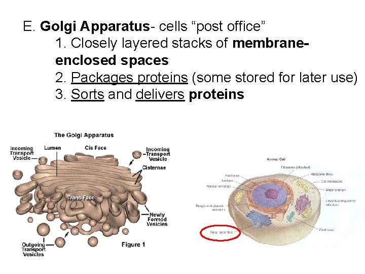 E. Golgi Apparatus- cells “post office” 1. Closely layered stacks of membraneenclosed spaces 2.