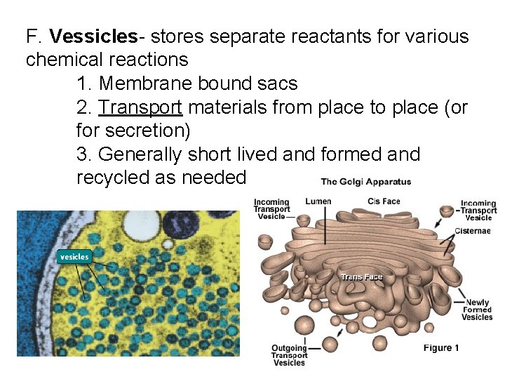 F. Vessicles- stores separate reactants for various chemical reactions 1. Membrane bound sacs 2.