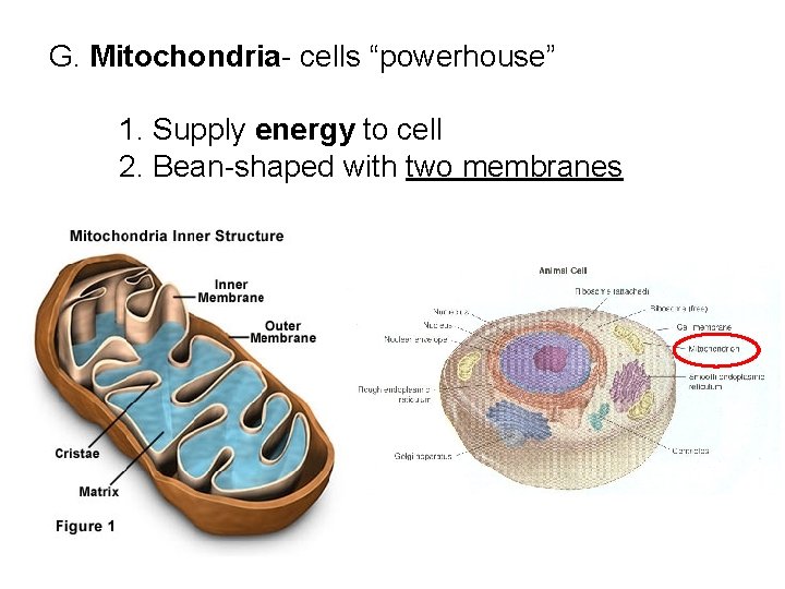 G. Mitochondria- cells “powerhouse” 1. Supply energy to cell 2. Bean-shaped with two membranes