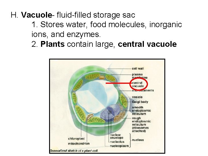 H. Vacuole- fluid-filled storage sac 1. Stores water, food molecules, inorganic ions, and enzymes.