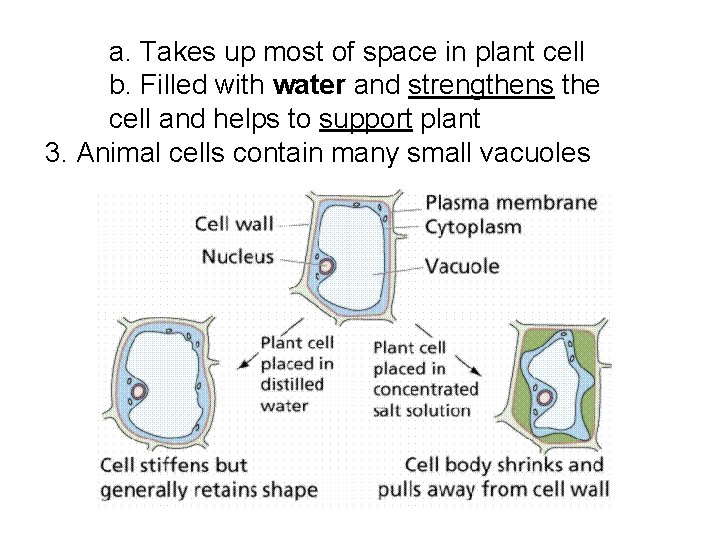 a. Takes up most of space in plant cell b. Filled with water and