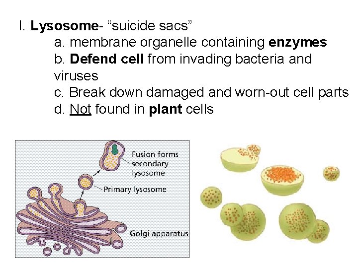 I. Lysosome- “suicide sacs” a. membrane organelle containing enzymes b. Defend cell from invading